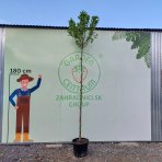 Platan javorolistý (Platanus x acerifolia)  ´ALPHEN ´S GLOBE´- výška 300-320 cm, obvod kmeňa 6/8 cm kont. C30L